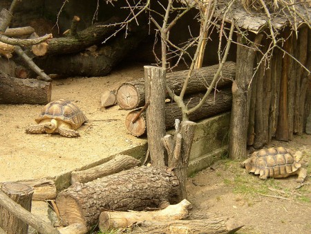 zoopark-zajezd-mala-rodinna-zoo-zelva-pardali